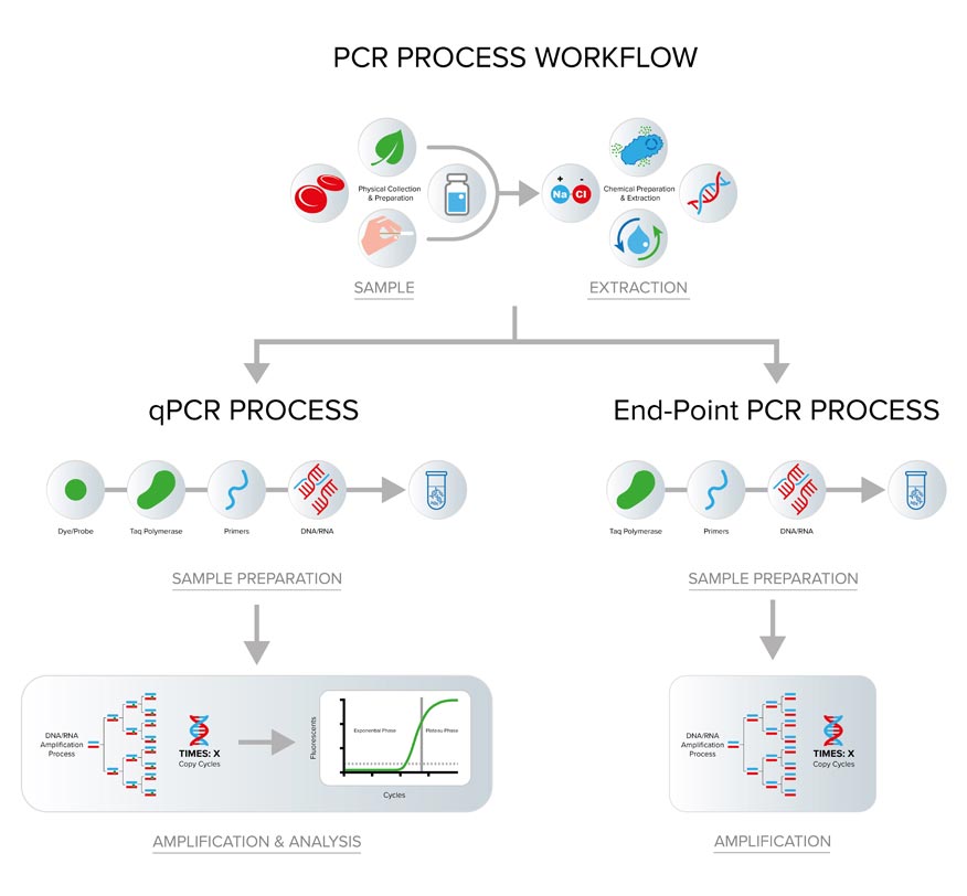 A Adaptação Constante: A Evolução do Algoritmo PCR - inspiração 1