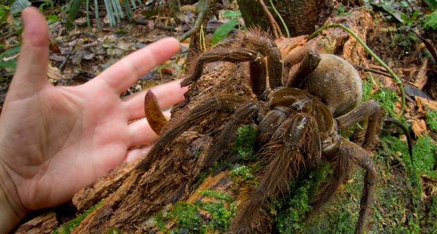 A Majestosa Theraphosa blondi: A Gigante de Pernas Peludas - inspiração 2