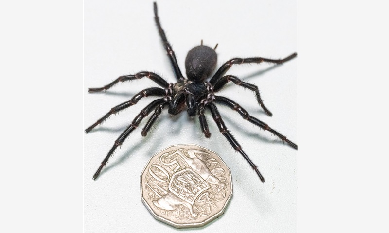 A Armadeira (Phoneutria fera): A Encontrada em Nosso Quintal - inspiração 1