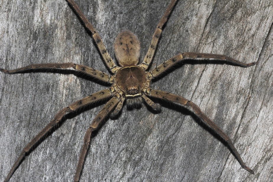 A Rápida e Letal Heteropoda maxima: A Caçadora de Pernas Longas - inspiração 1