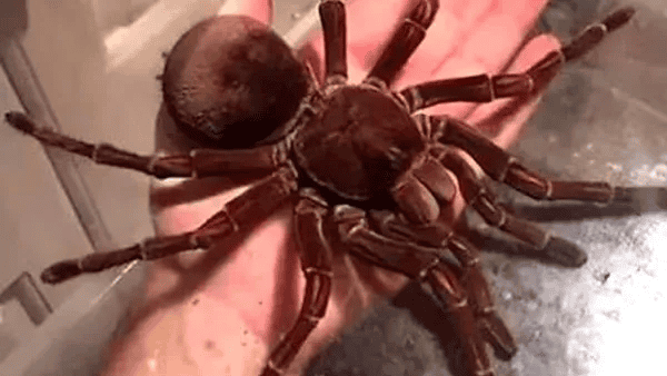 A Selenocosmia crassipes: A Gigante da Austrália - inspiração 1