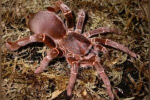 A Avicularia versicolor: A Jovem de Cores Deslumbrantes - inspiração 2