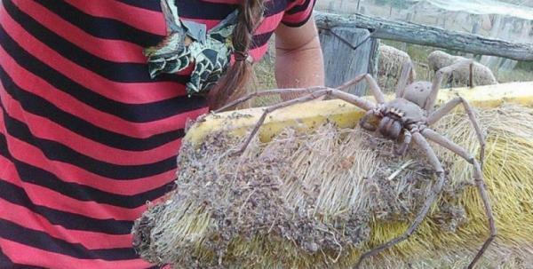 A Phormingochilus everetti: A Rainha dos Ninhos - inspiração 1