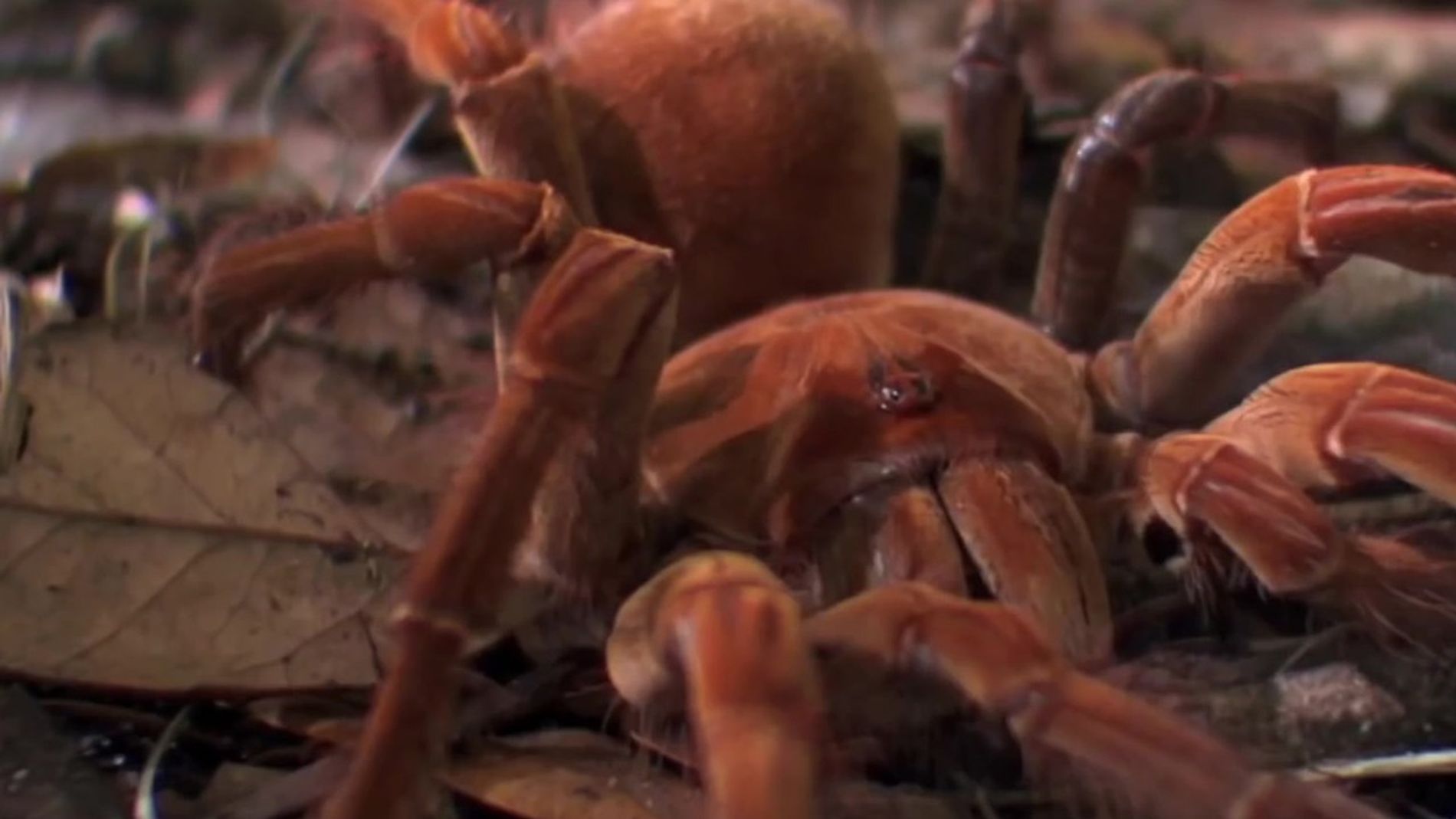 A Brachypelma smithi: A Mexicana Colorida - inspiração 1