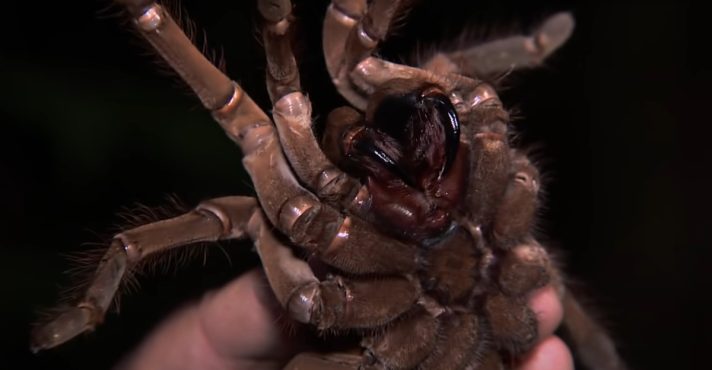 A Lasiodora parahybana: A Gigante Fugitiva - inspiração 1