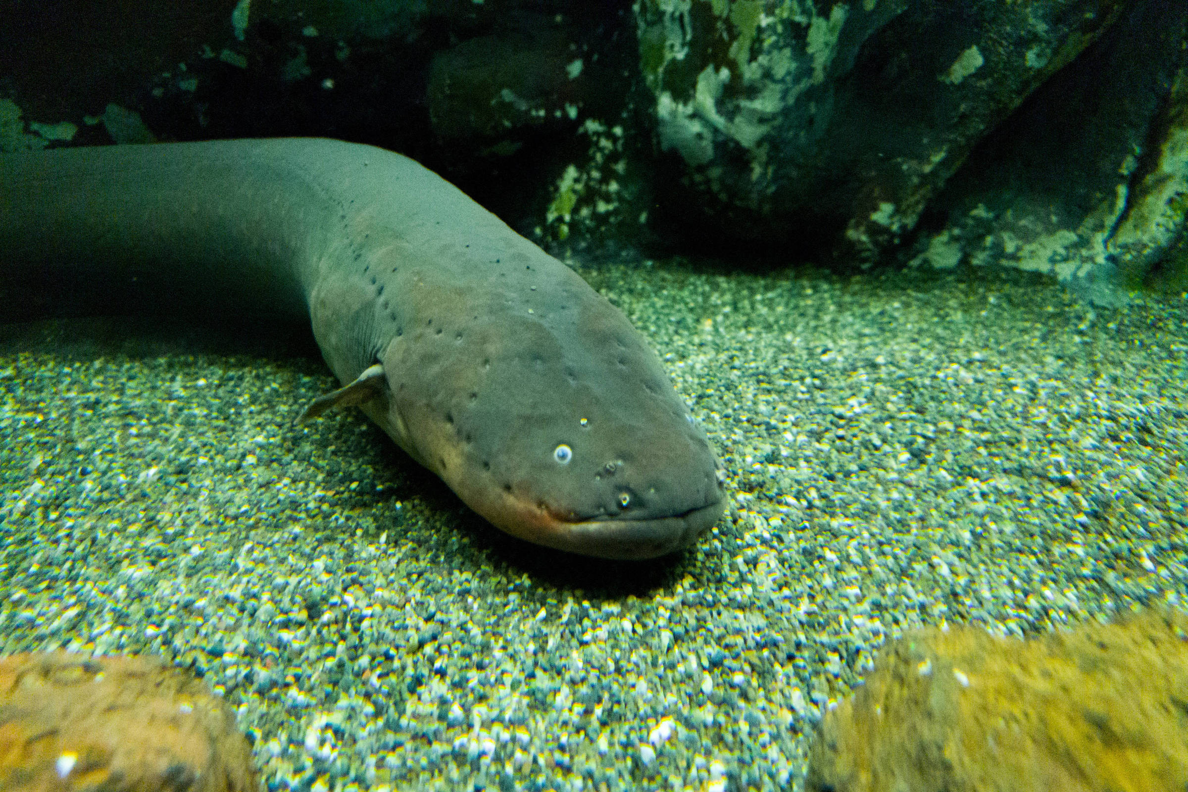 O impacto humano na vida das enguias elétricas - inspiração 1