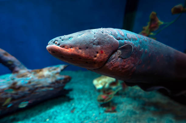 O órgão elétrico em detalhes - inspiração 2