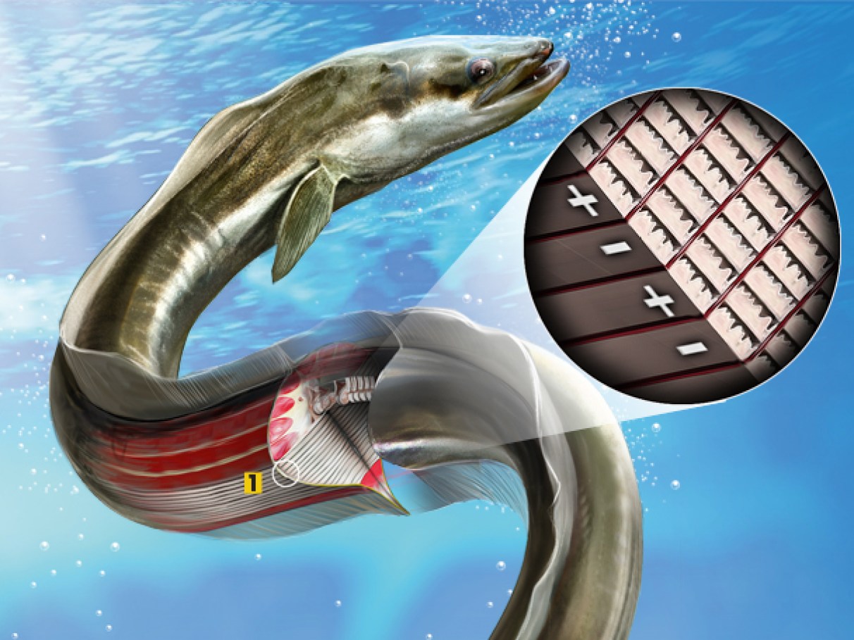 Variações de voltagem nas descargas - inspiração 1