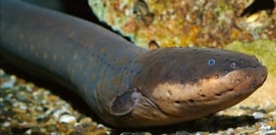 Variações de voltagem nas descargas - inspiração 2