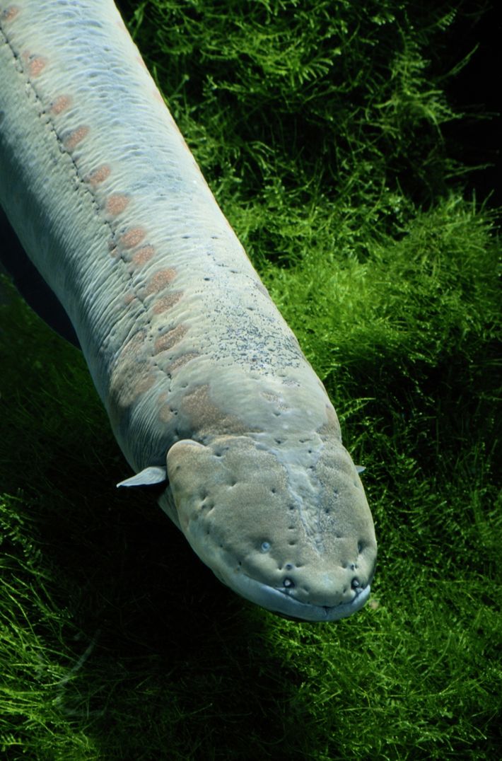 Para que serve o choque? - inspiração 1