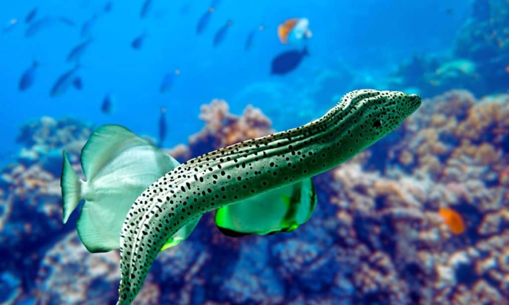 O choque como defesa - inspiração 1