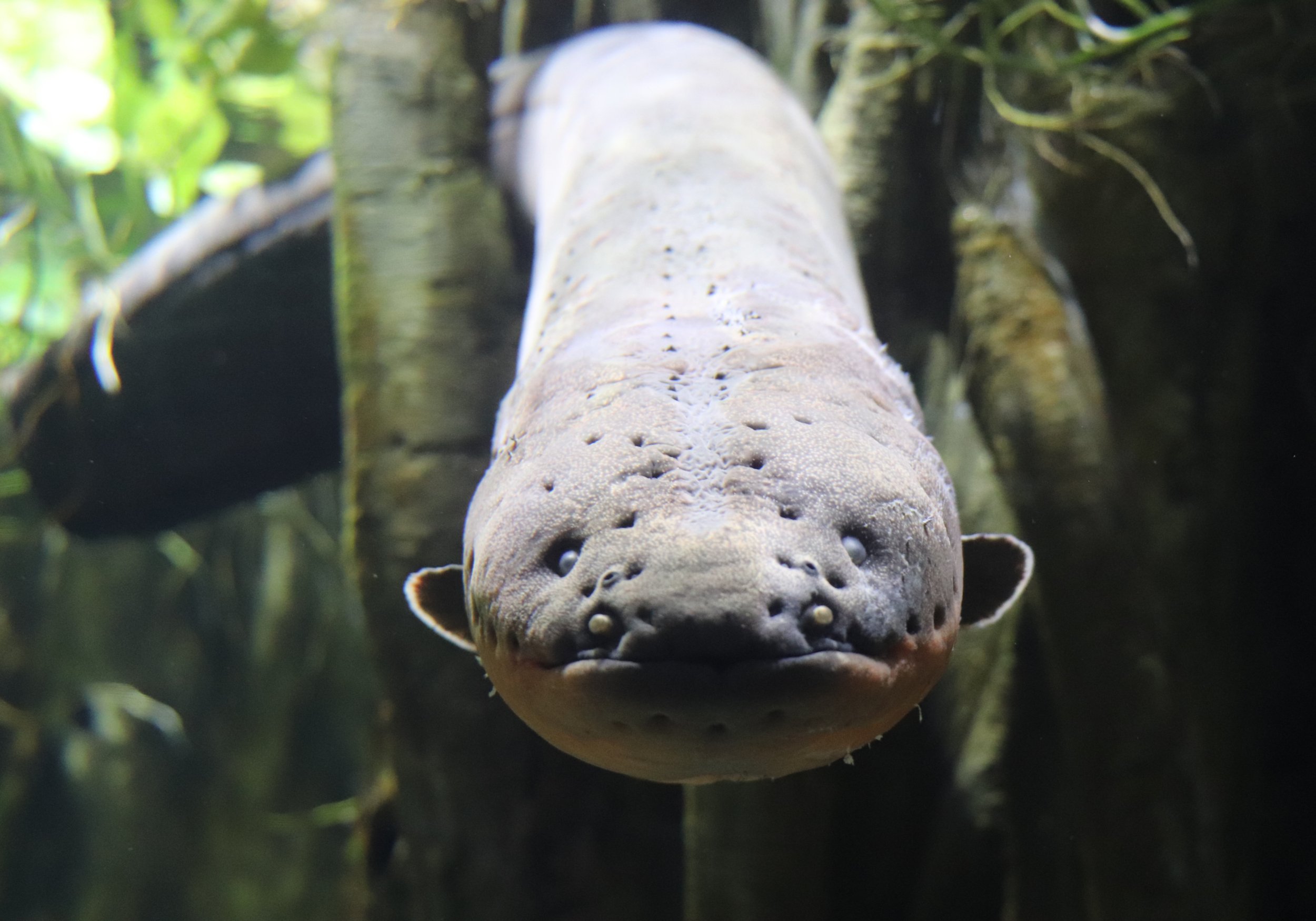 O choque como defesa - inspiração 2