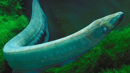 Predação com eletricidade - inspiração 1