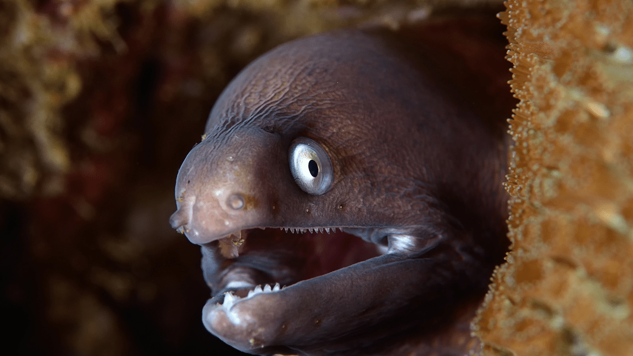 Comunicação elétrica entre enguias - inspiração 2