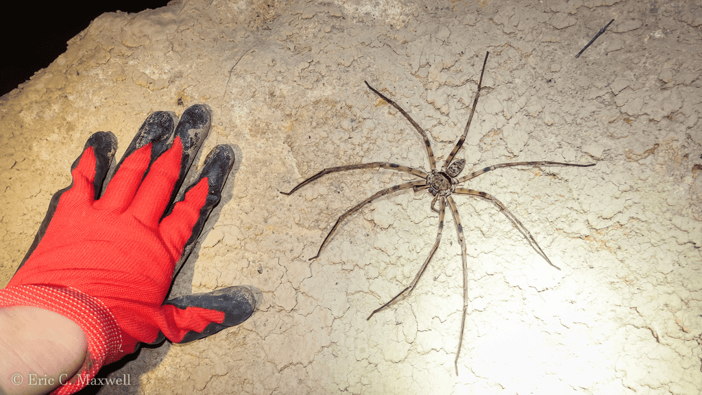 A Xenopsylla cheopis: Uma Gigante com Nome Incomum - inspiração 2