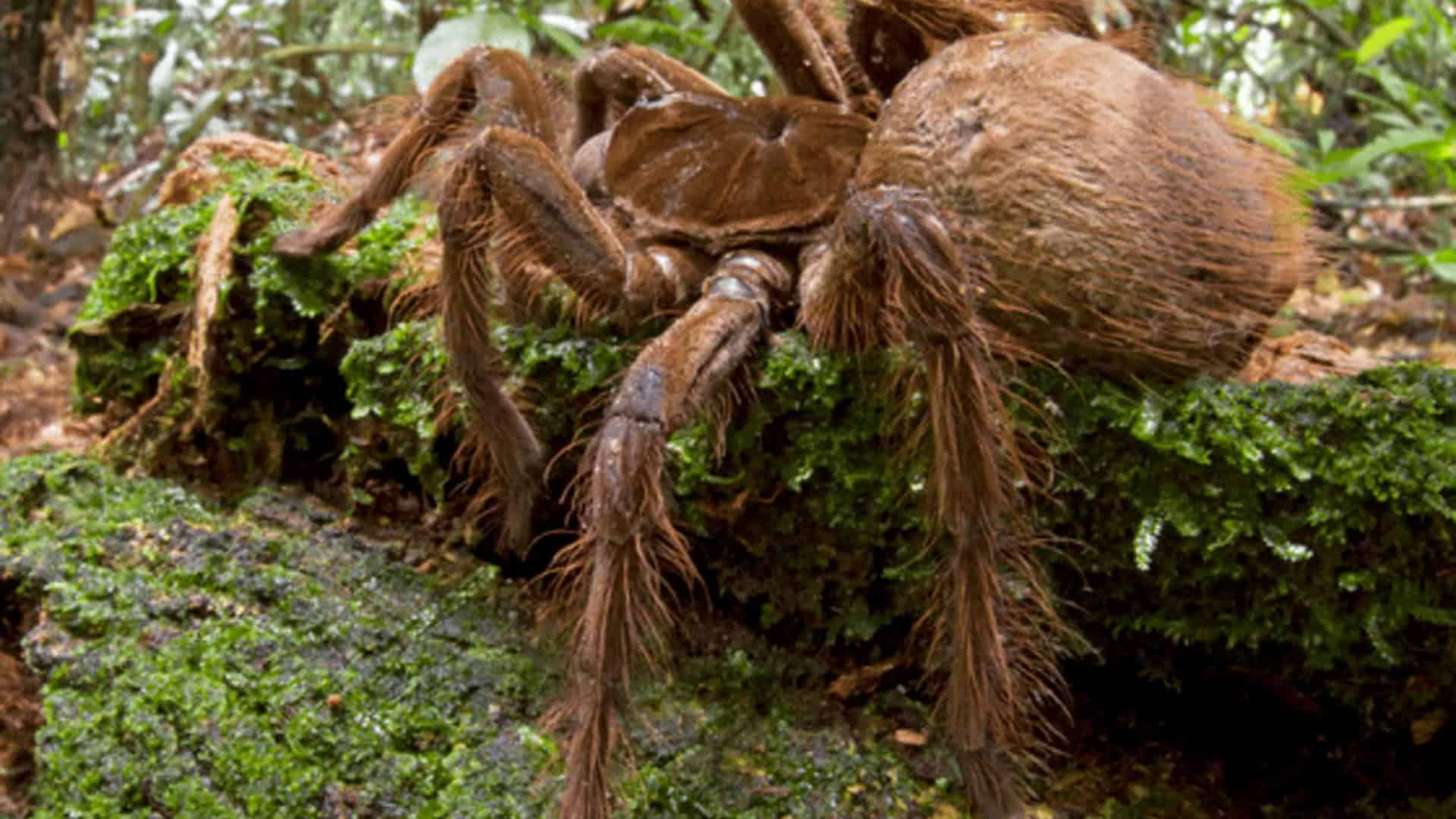 A Mestre do Camuflagem: A Heteropoda maxima - inspiração 1