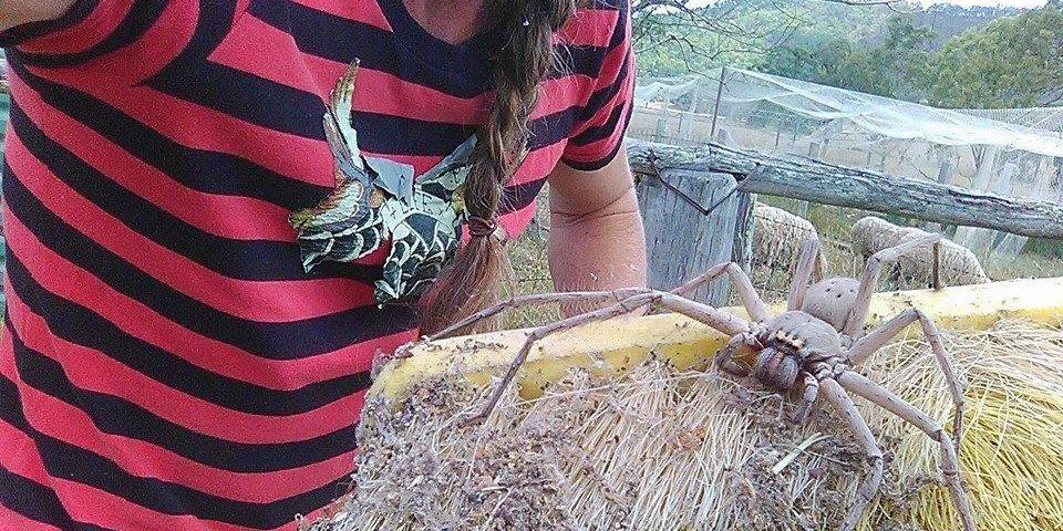 O Encontro com a Tarântula-Verde: Um Espectáculo Natural - inspiração 2