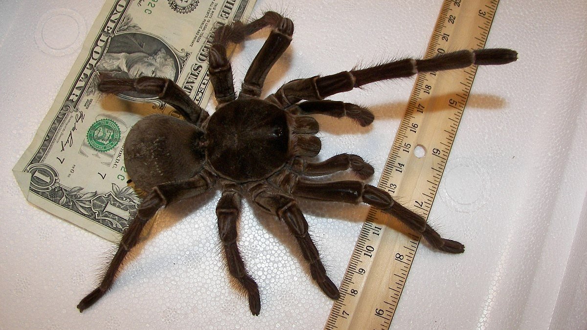 A Aranha-Lobo Gigante: Uma Predadora Ágil - inspiração 1