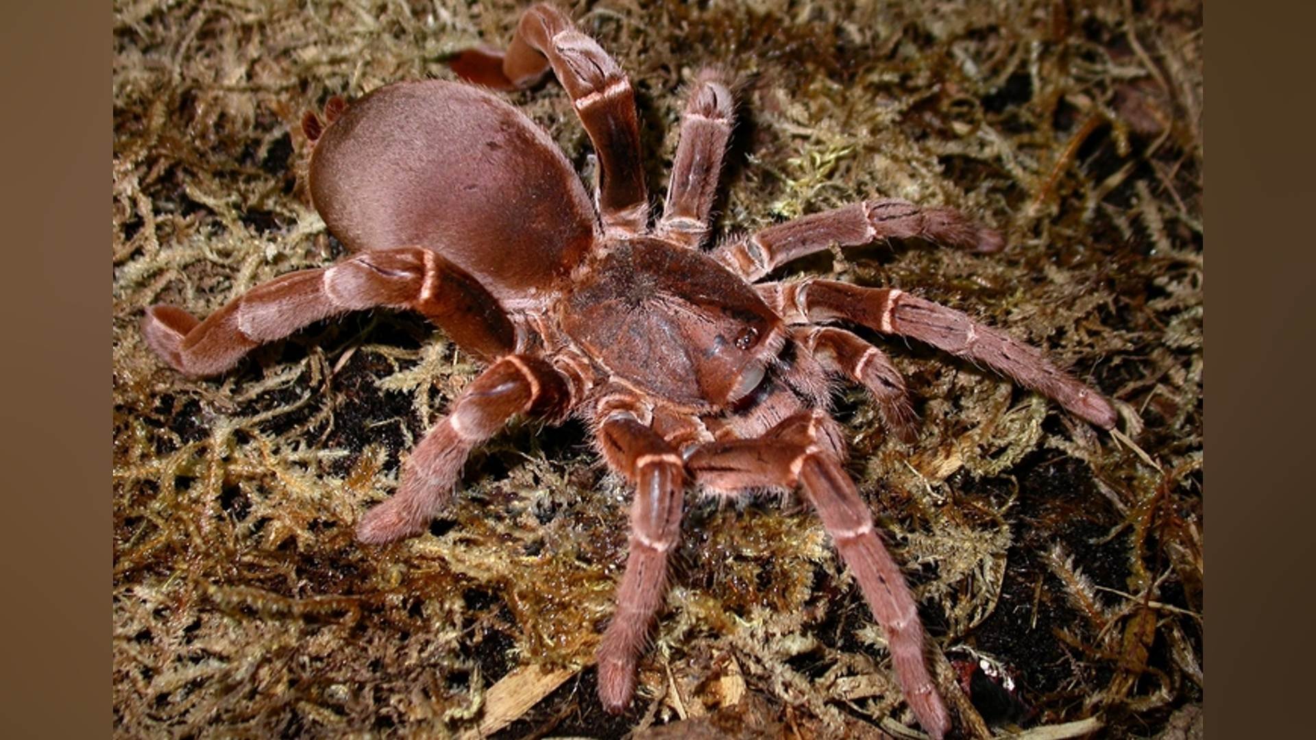 O Poder das Aranhas-Tigre: Beleza e Perigo - inspiração 2