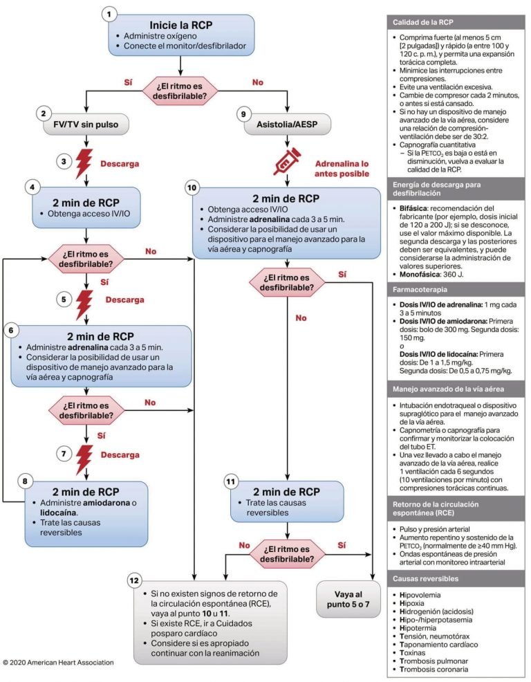 algoritmo rcp adulto
