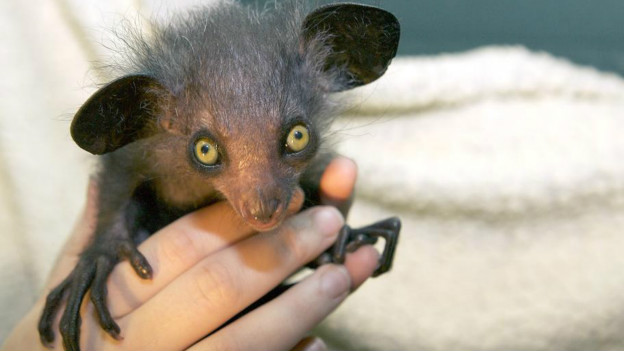 animais mais feios do mundo lista completa