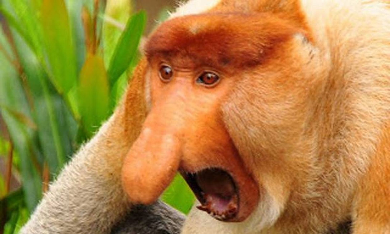 curiosidades sobre o rato toupeira pelado