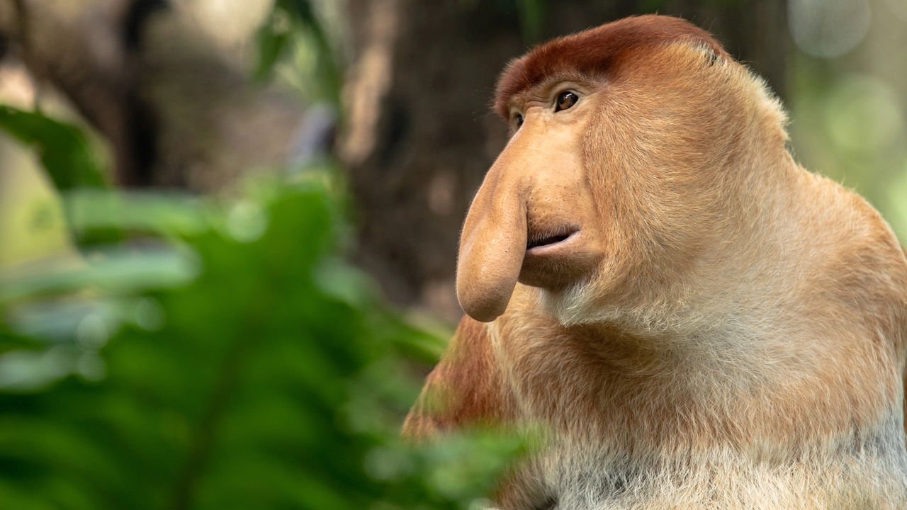 peixe bolha vs aie aie qual mais feio