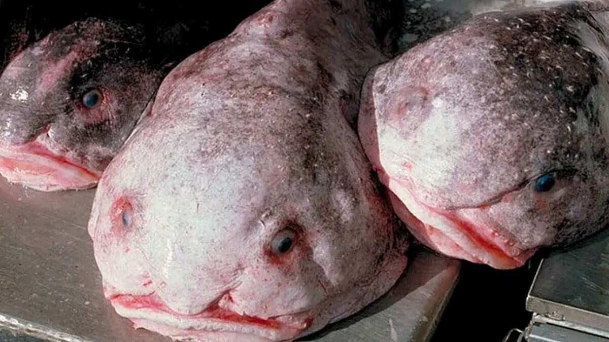 animais mais feios do mundo lista completa