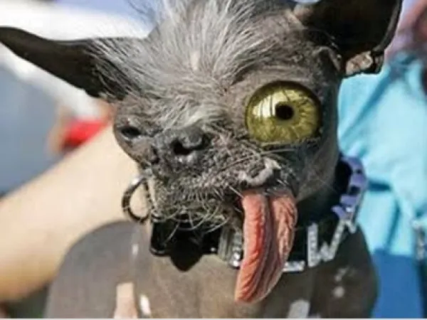 peixe bolha vs aie aie qual mais feio