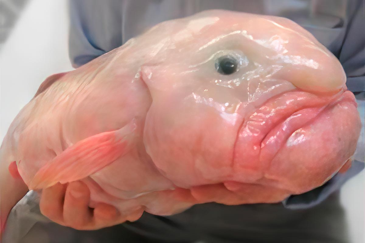 animais mais feios do mundo lista completa