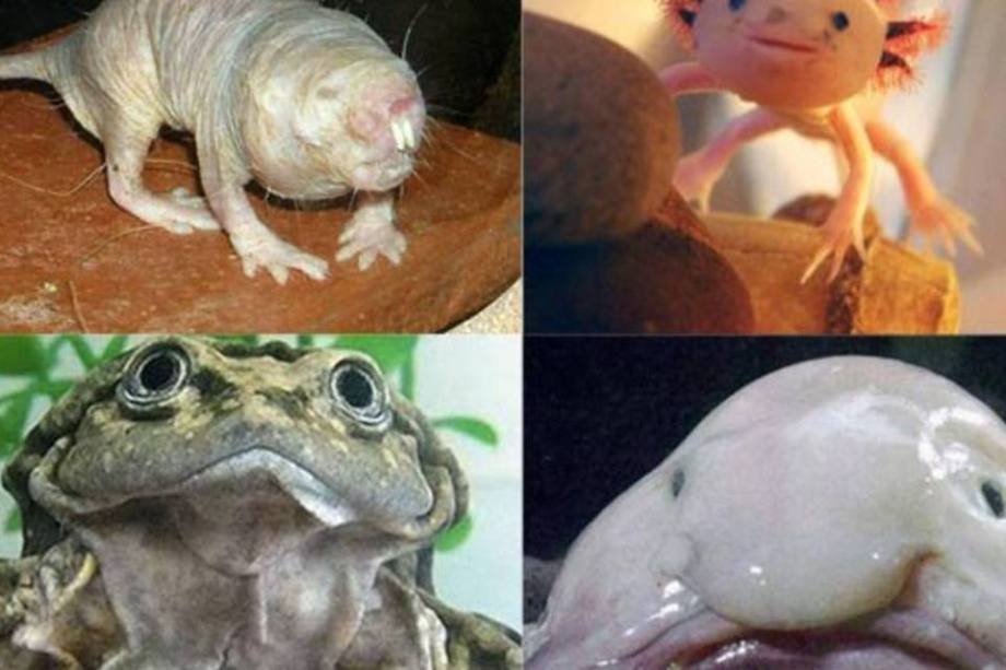 Os 10 Animais Mais Feios do Mundo e Suas Histórias de Sobrevivência