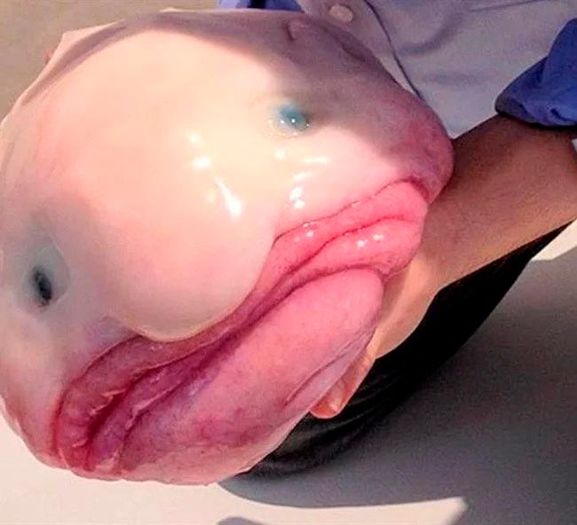 Descubra a Fascinante Biologia por Trás das Aparências Bizarras