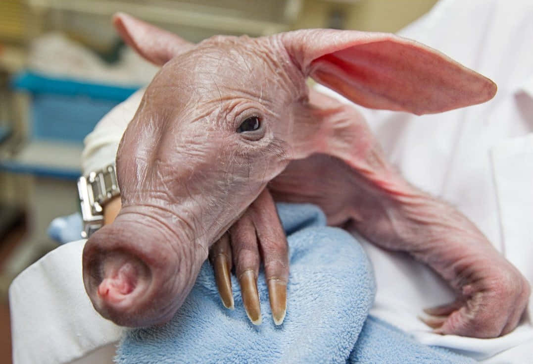 Os 10 Animais Mais Feios do Mundo e Suas Histórias de Sobrevivência