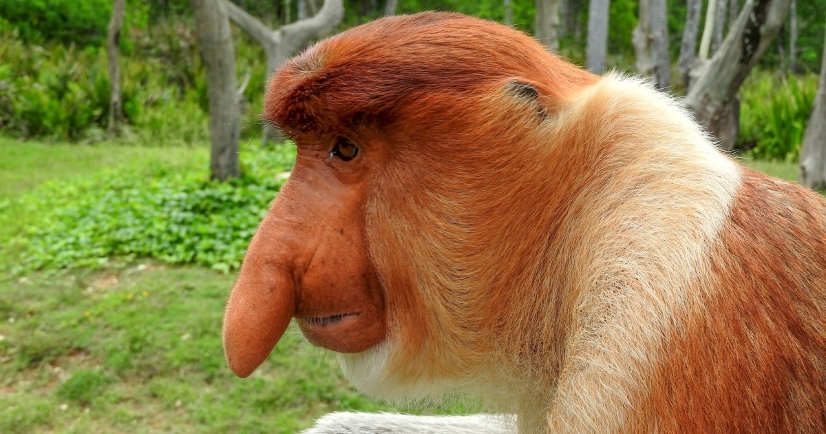 bichos mais feios do mundo