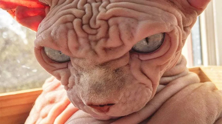 Os 10 Animais Mais Feios do Mundo e Suas Histórias de Sobrevivência