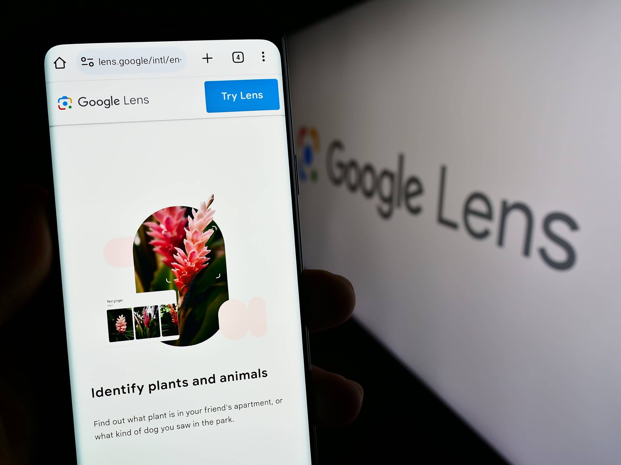 Como usar o Google Lens para identificar plantas