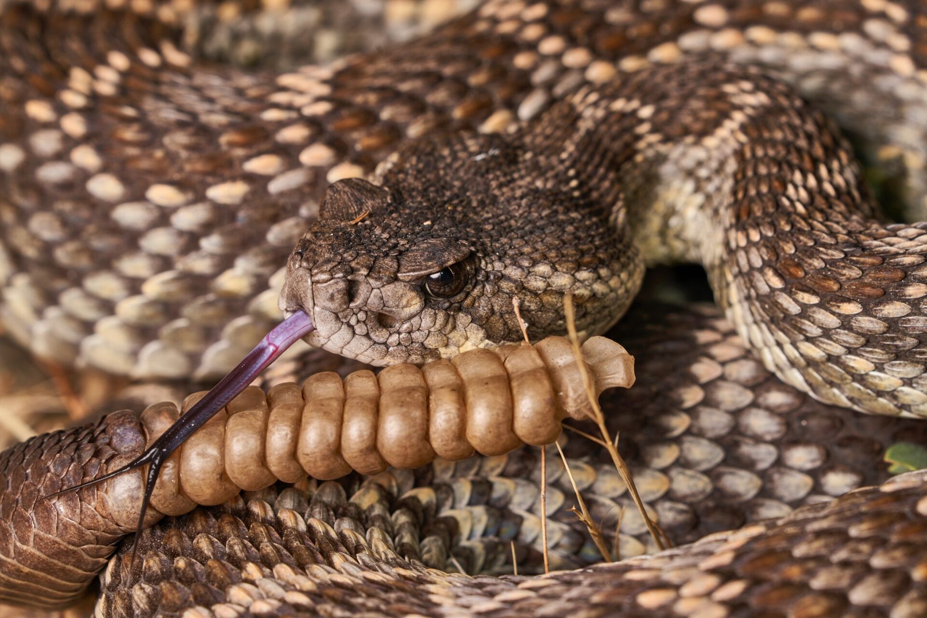 cobras mais venenosa do mundo