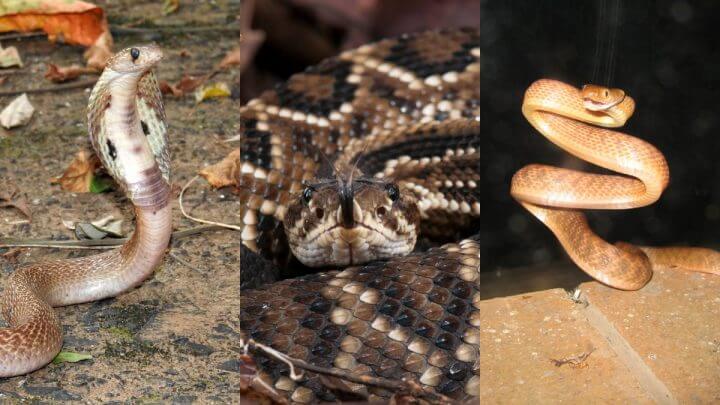 Sintomas da picada de Taipan-do-interior