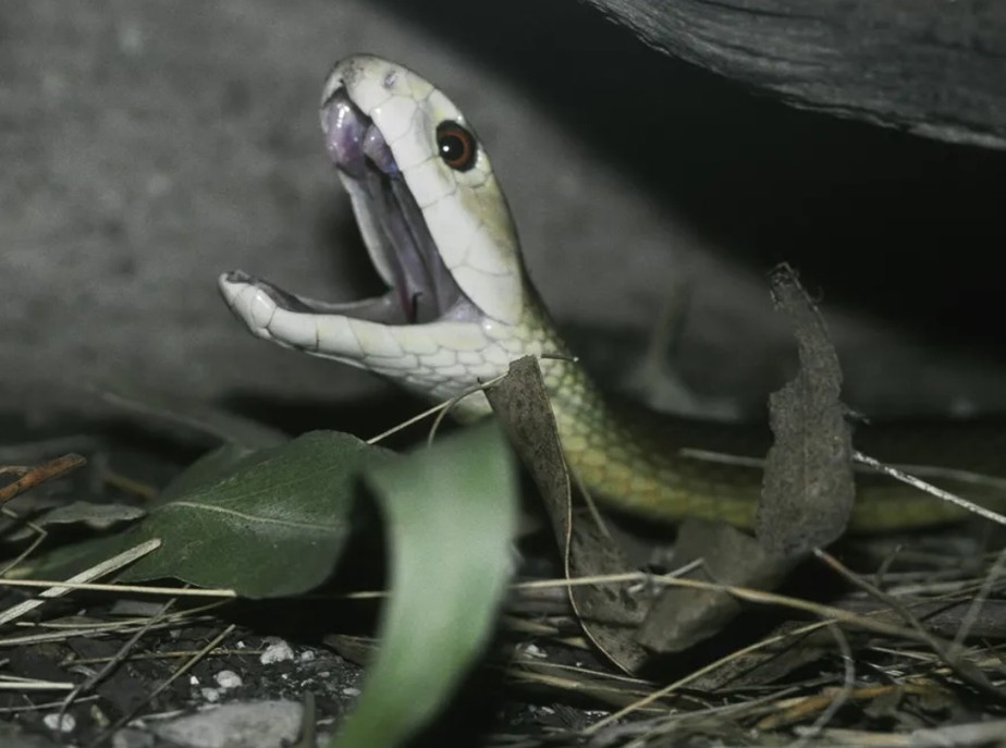 cobras mais venenosa do mundo