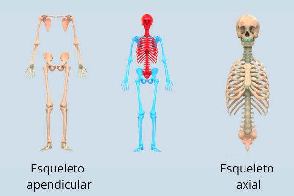 Os 206 ossos do corpo humano: um guia completo