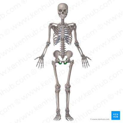 O Fêmur e o Estribo: Os extremos do sistema esquelético