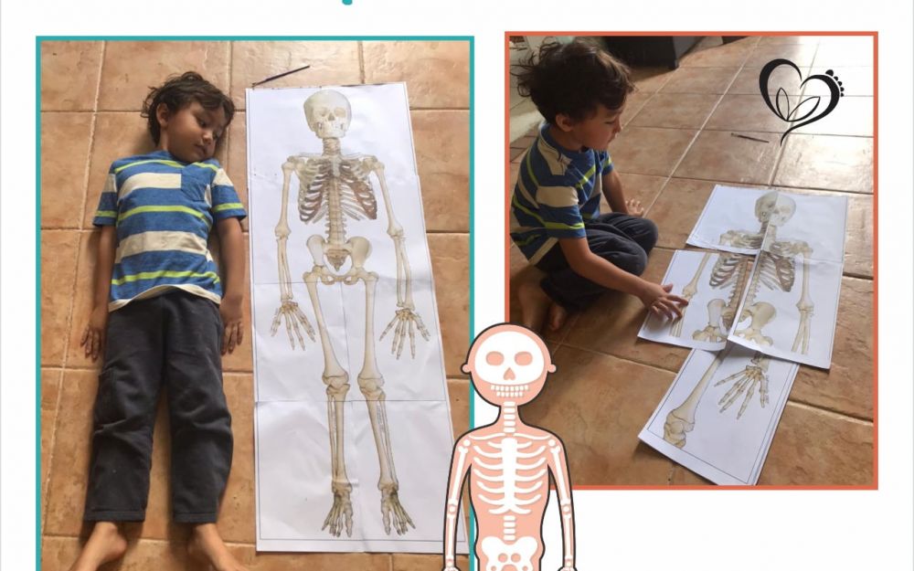Curiosidades sobre os ossos: você sabia?