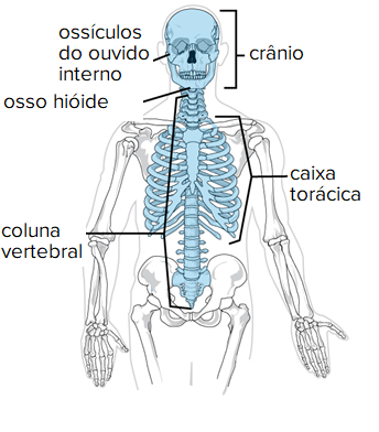 Os 206 ossos do corpo humano: um guia completo
