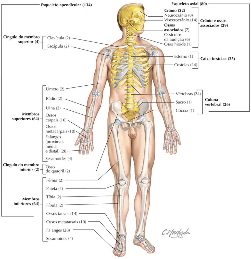 Esqueleto Axial vs. Apendicular: Entenda as diferenças