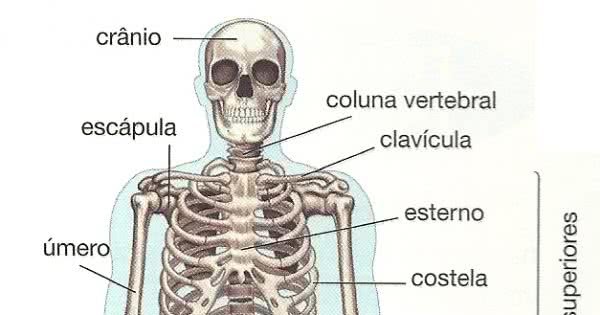 O Fêmur e o Estribo: Os extremos do sistema esquelético