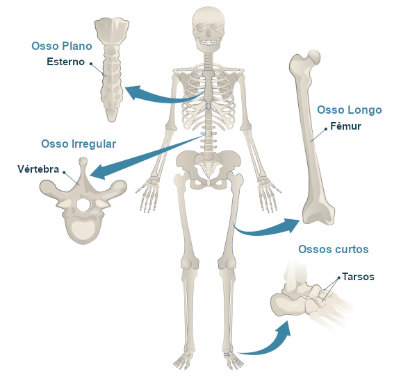 Curiosidades sobre os ossos: você sabia?