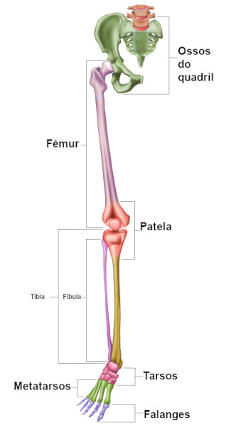 corpo humano tem quantos ossos