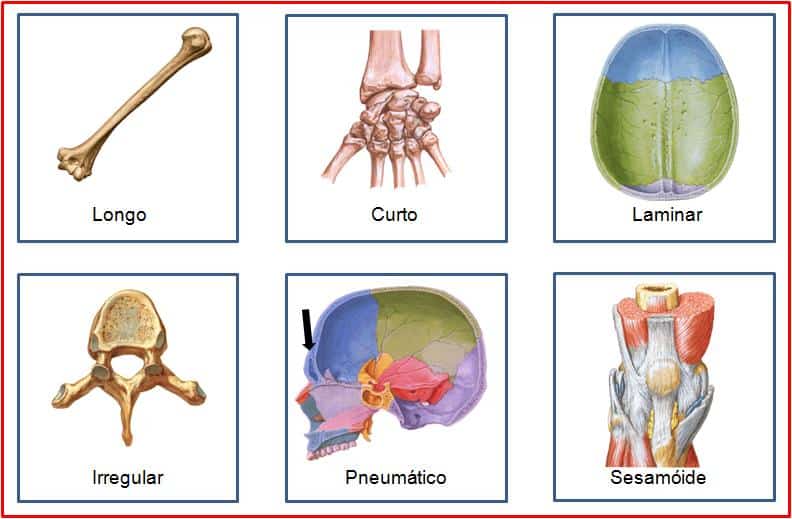 Por que bebês têm mais ossos que adultos?