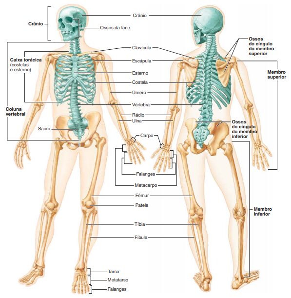 Esqueleto Axial vs. Apendicular: Entenda as diferenças