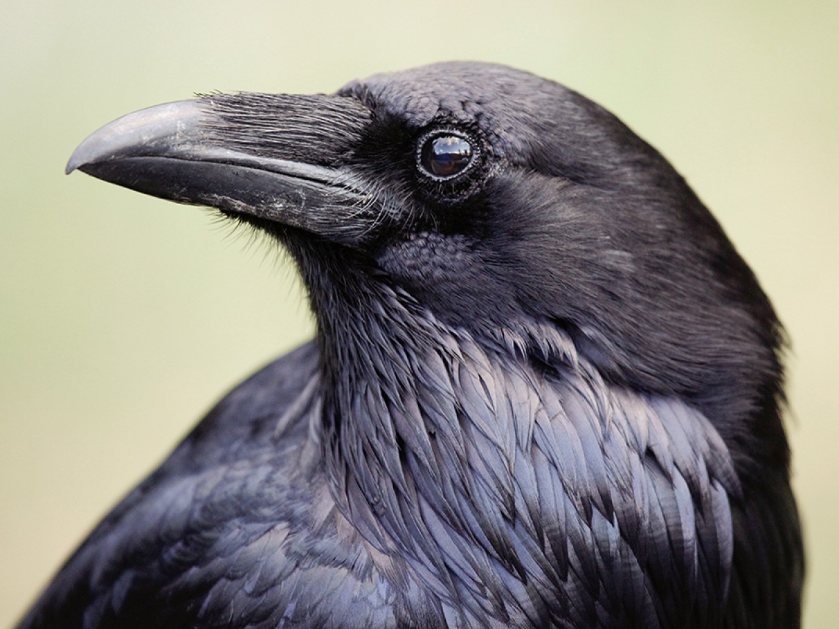 5 Curiosidades Surpreendentes Sobre os Corvos
Corvos: Inteligência e Habilidades Cognitivas
O Simbolismo do Corvo Através das Culturas
Habitat e Alimentação dos Corvos: Um Guia Completo
Corvos vs. Gralhas: Entenda as Diferenças